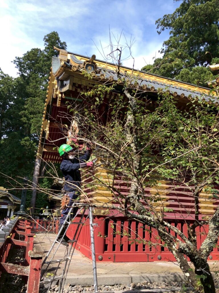 日光東照宮,剪定